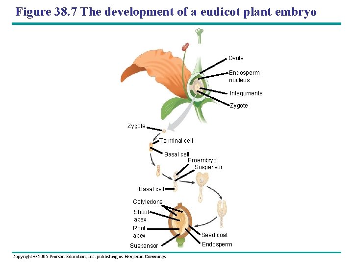 Figure 38. 7 The development of a eudicot plant embryo Ovule Endosperm nucleus Integuments
