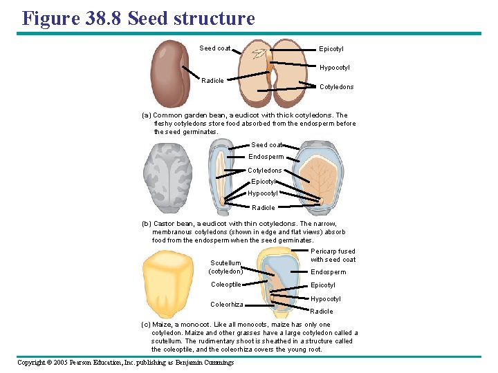 Figure 38. 8 Seed structure Seed coat Epicotyl Hypocotyl Radicle Cotyledons (a) Common garden