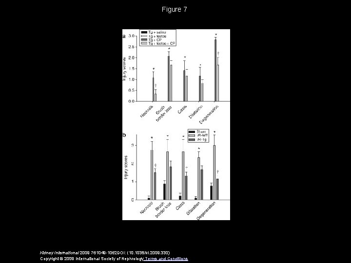 Figure 7 Kidney International 2009 761049 -1062 DOI: (10. 1038/ki. 2009. 330) Copyright ©