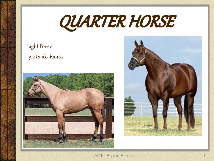 QUARTER HORSE Light Breed 15. 2 to 16. 1 hands ACT - Equine Breeds
