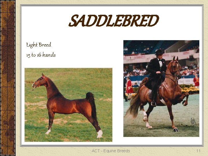 SADDLEBRED Light Breed 15 to 16 hands ACT - Equine Breeds 11 