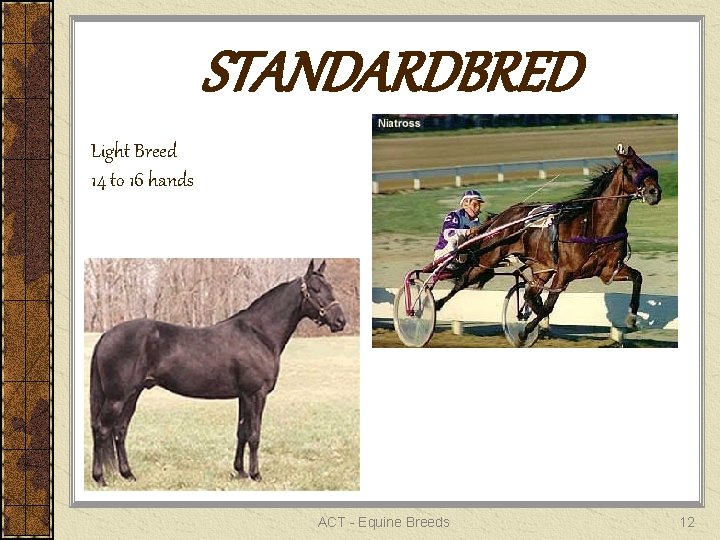 STANDARDBRED Light Breed 14 to 16 hands ACT - Equine Breeds 12 