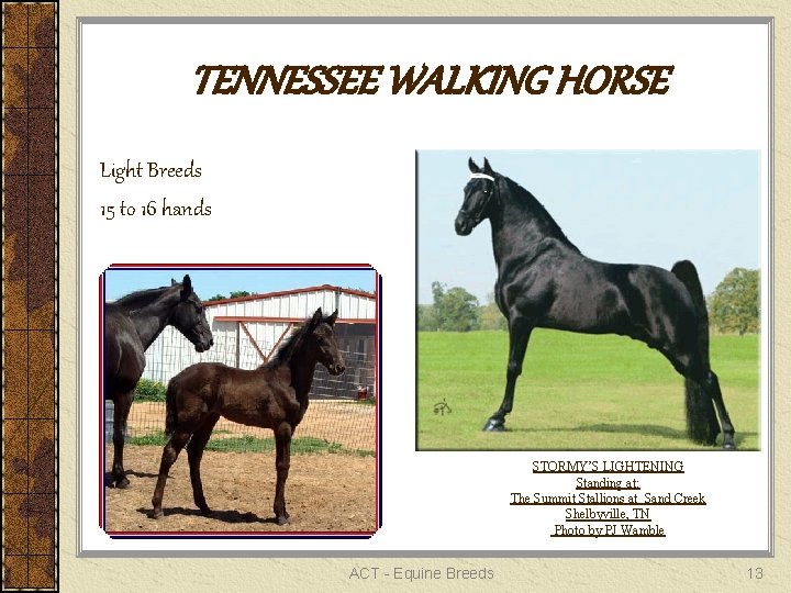 TENNESSEE WALKING HORSE Light Breeds 15 to 16 hands STORMY’S LIGHTENING Standing at: The