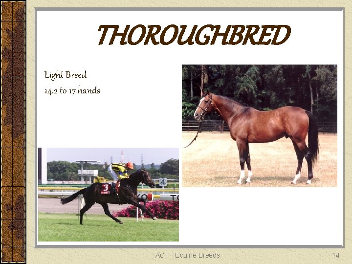 THOROUGHBRED Light Breed 14. 2 to 17 hands ACT - Equine Breeds 14 