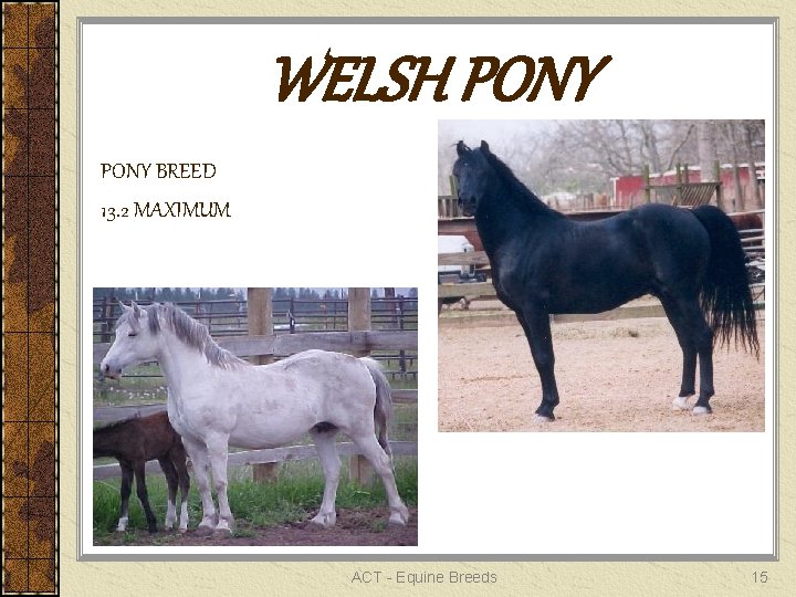 WELSH PONY BREED 13. 2 MAXIMUM ACT - Equine Breeds 15 