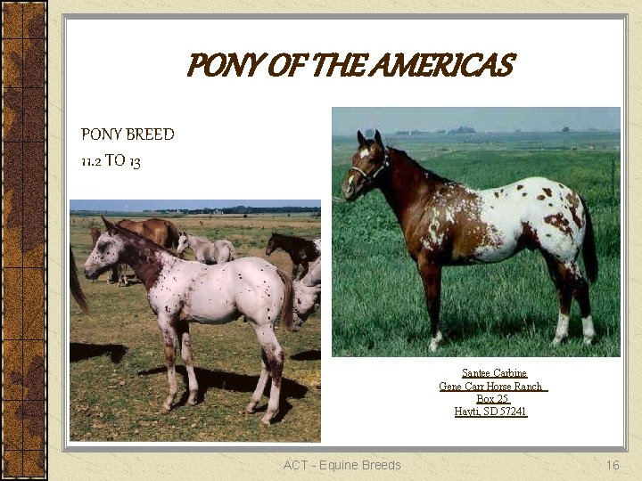 PONY OF THE AMERICAS PONY BREED 11. 2 TO 13 Santee Carbine Gene Carr