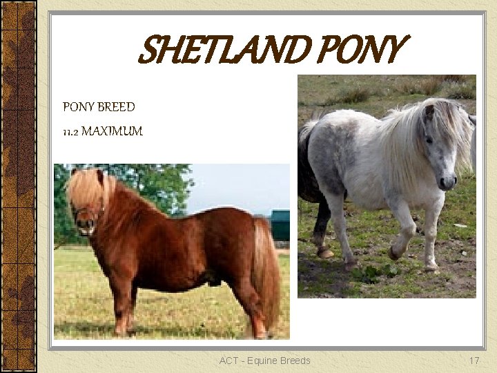 SHETLAND PONY BREED 11. 2 MAXIMUM ACT - Equine Breeds 17 
