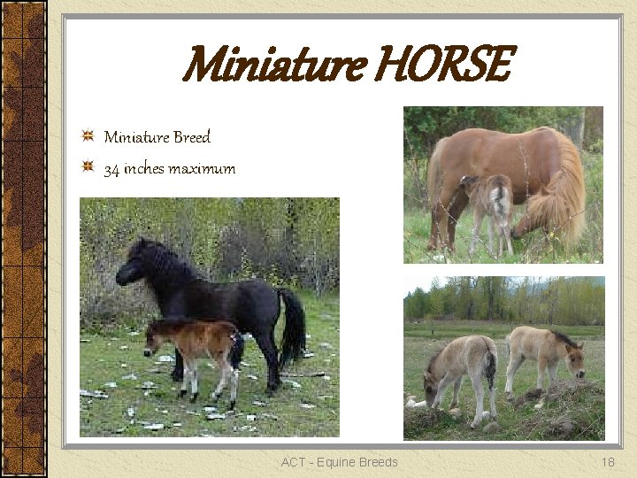 Miniature HORSE Miniature Breed 34 inches maximum ACT - Equine Breeds 18 