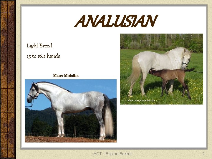 ANALUSIAN Light Breed 15 to 16. 2 hands Marro Medallon ACT - Equine Breeds