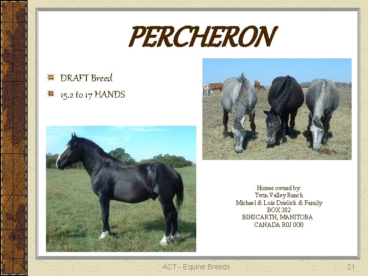 PERCHERON DRAFT Breed 15. 2 to 17 HANDS Horses owned by: Twin Valley Ranch