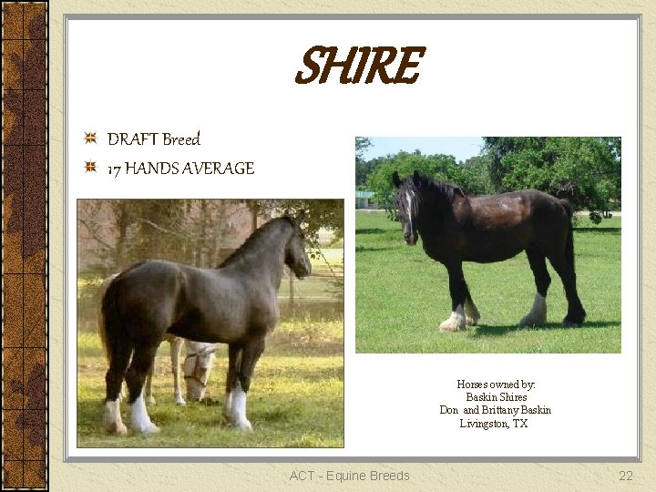 SHIRE DRAFT Breed 17 HANDS AVERAGE Horses owned by: Baskin Shires Don and Brittany