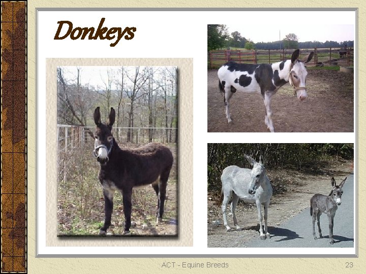 Donkeys ACT - Equine Breeds 23 