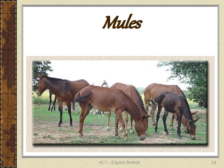 Mules ACT - Equine Breeds 24 