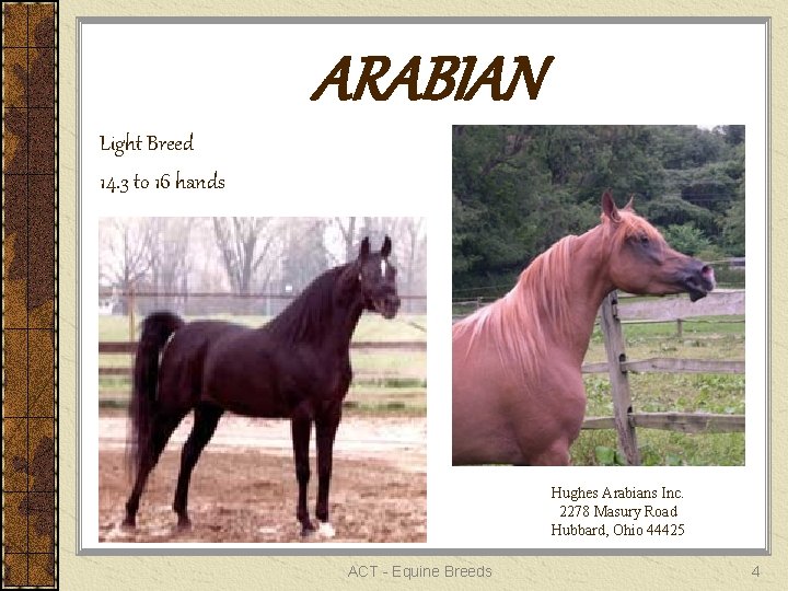 ARABIAN Light Breed 14. 3 to 16 hands Hughes Arabians Inc. 2278 Masury Road