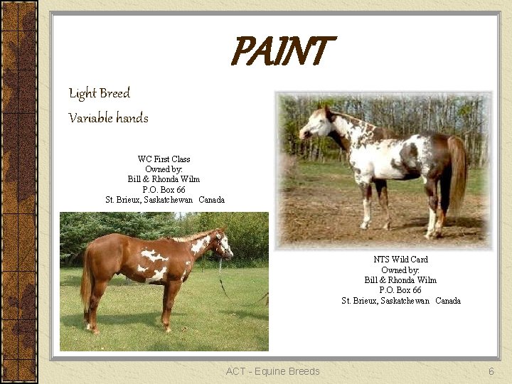 PAINT Light Breed Variable hands WC First Class Owned by: Bill & Rhonda Wilm