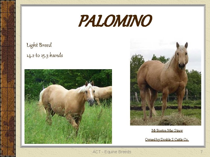 PALOMINO Light Breed 14. 2 to 15. 3 hands Mr Boston Mac Straw Owned
