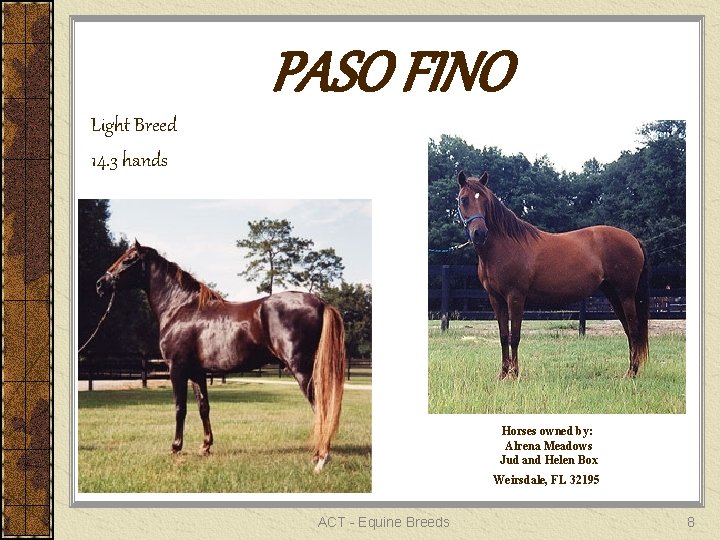 PASO FINO Light Breed 14. 3 hands Horses owned by: Alrena Meadows Jud and