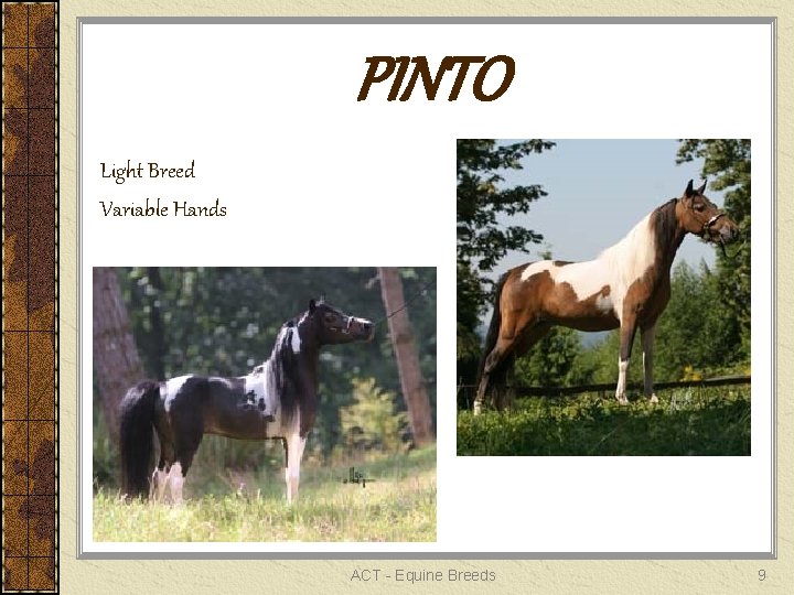 PINTO Light Breed Variable Hands ACT - Equine Breeds 9 