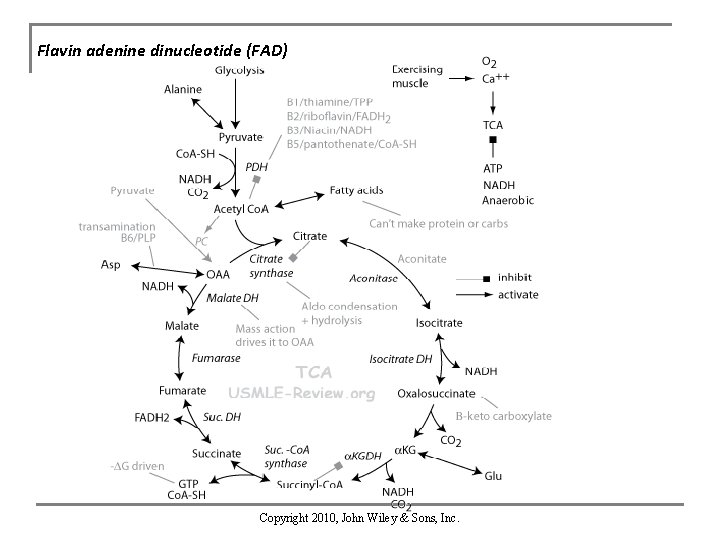 Flavin adenine dinucleotide (FAD) Copyright 2010, John Wiley & Sons, Inc. 