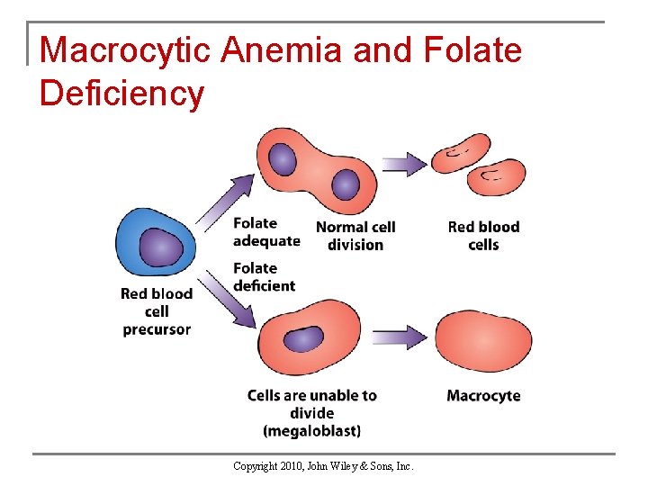 Macrocytic Anemia and Folate Deficiency Copyright 2010, John Wiley & Sons, Inc. 