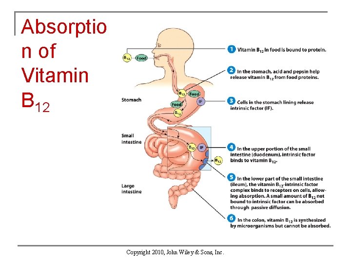 Absorptio n of Vitamin B 12 Copyright 2010, John Wiley & Sons, Inc. 