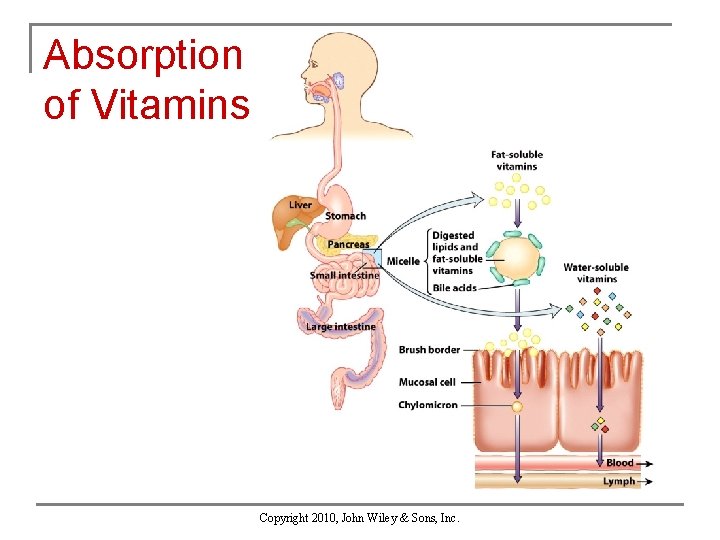Absorption of Vitamins Copyright 2010, John Wiley & Sons, Inc. 