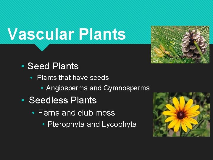 Vascular Plants • Seed Plants • Plants that have seeds • Angiosperms and Gymnosperms
