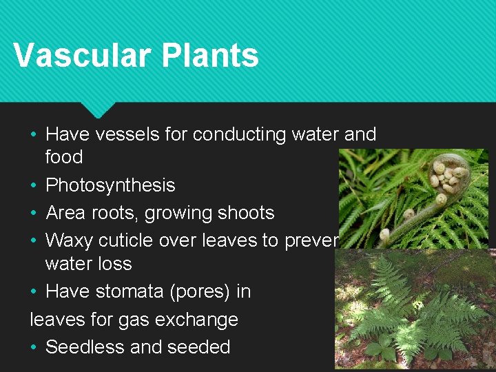 Vascular Plants • Have vessels for conducting water and food • Photosynthesis • Area