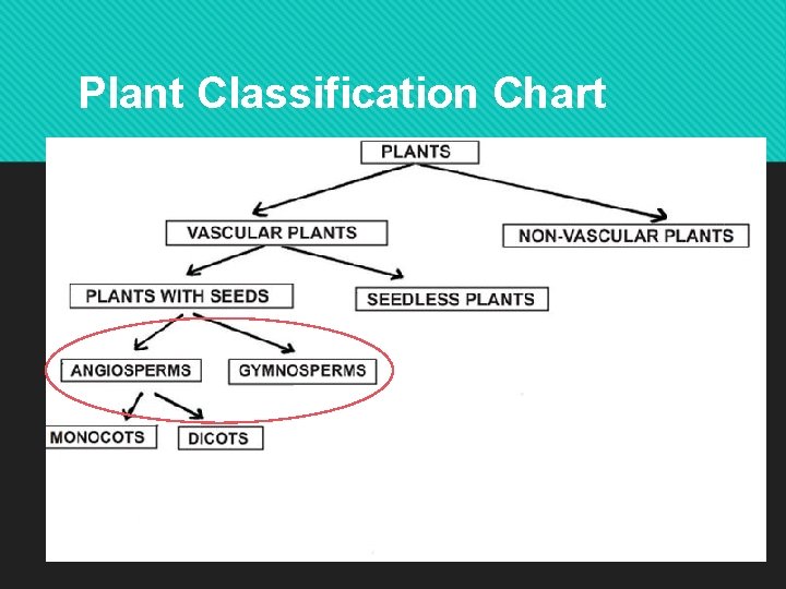 Plant Classification Chart Plant Classification Chart