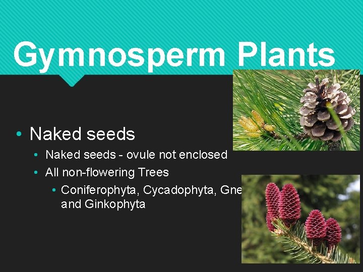 Gymnosperm Plants • Naked seeds - ovule not enclosed • All non-flowering Trees • Gymnosperm Plants • Naked seeds - ovule not enclosed • All non-flowering Trees •