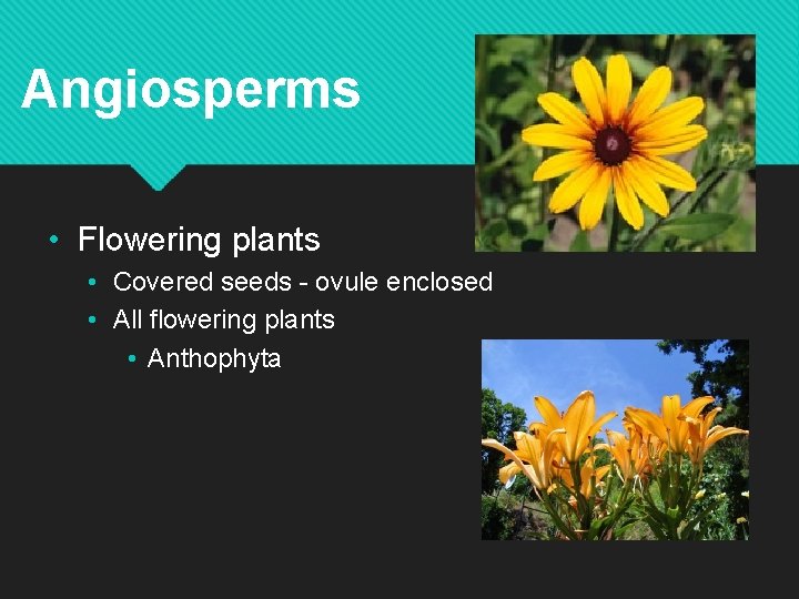 Angiosperms • Flowering plants • Covered seeds - ovule enclosed • All flowering plants Angiosperms • Flowering plants • Covered seeds - ovule enclosed • All flowering plants