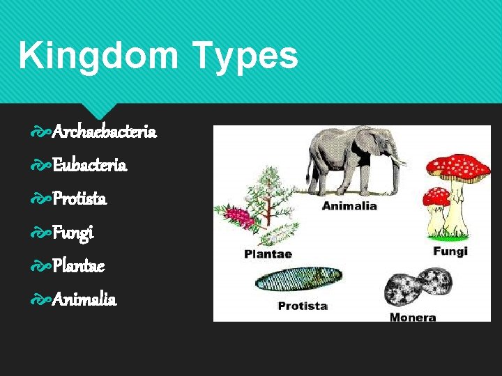 Kingdom Types Archaebacteria Eubacteria Protista Fungi Plantae Animalia 