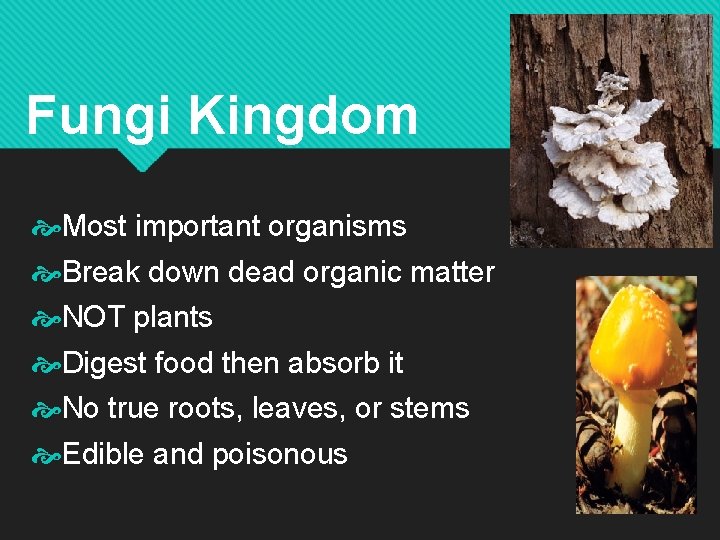 Fungi Kingdom Most important organisms Break down dead organic matter NOT plants Digest food