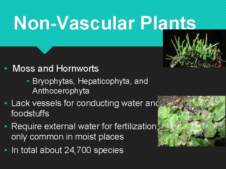 Non-Vascular Plants • Moss and Hornworts • Bryophytas, Hepaticophyta, and Anthocerophyta • Lack vessels