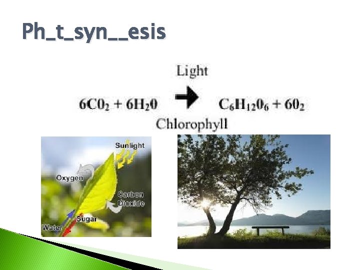 Ph_t_syn__esis 