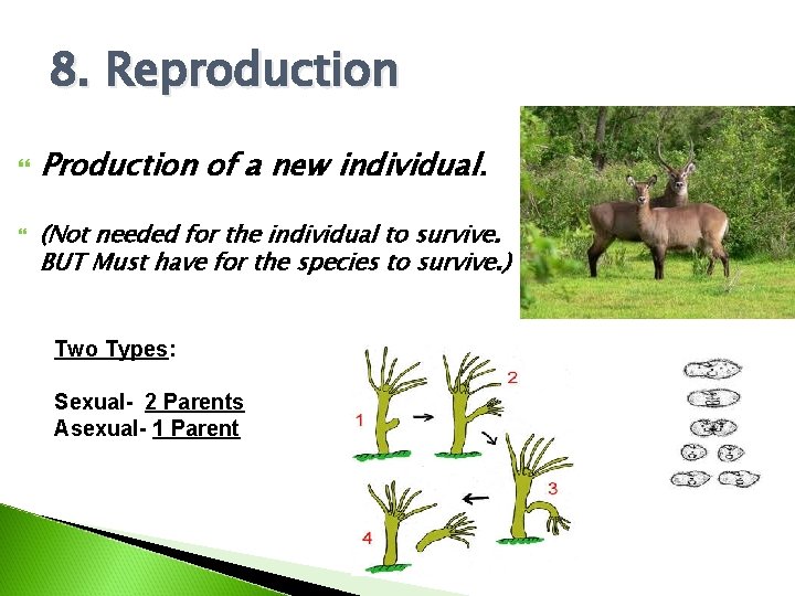 8. Reproduction Production of a new individual. (Not needed for the individual to survive.