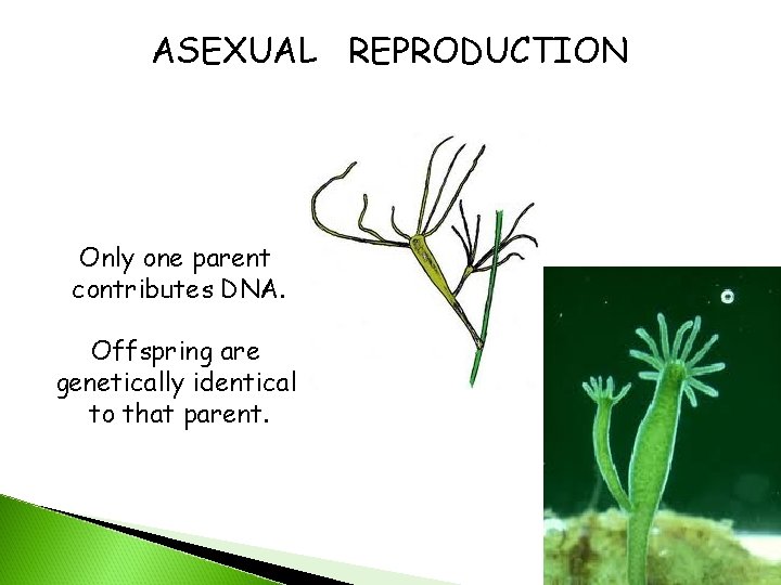ASEXUAL REPRODUCTION Only one parent contributes DNA. Offspring are genetically identical to that parent.