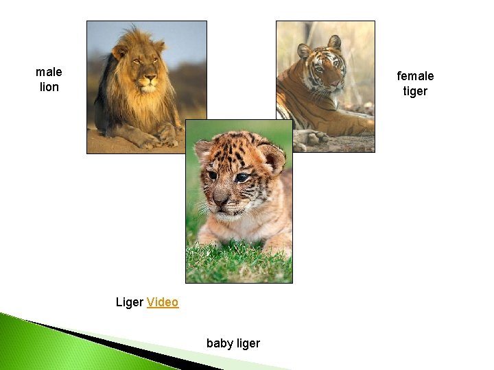 male lion female tiger Liger Video baby liger 