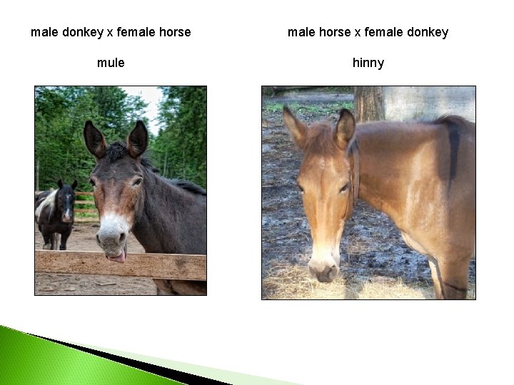 male donkey x female horse x female donkey mule hinny 
