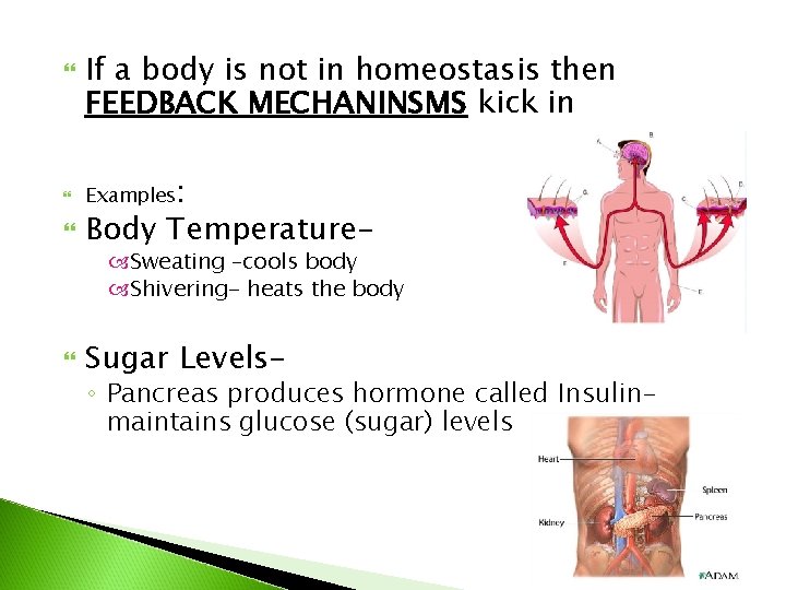  If a body is not in homeostasis then FEEDBACK MECHANINSMS kick in Examples: