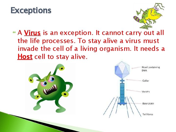 Exceptions A Virus is an exception. It cannot carry out all the life processes.