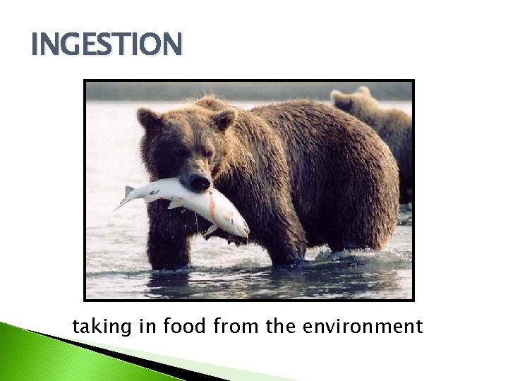 INGESTION taking in food from the environment 