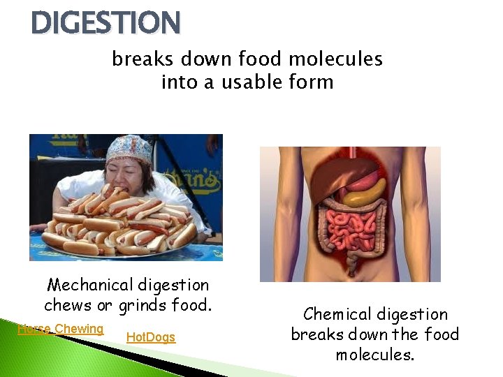 DIGESTION breaks down food molecules into a usable form Mechanical digestion chews or grinds