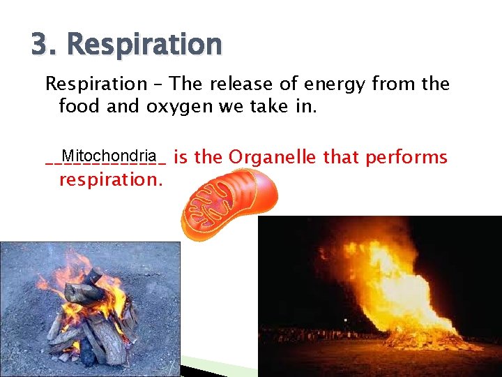 3. Respiration – The release of energy from the food and oxygen we take