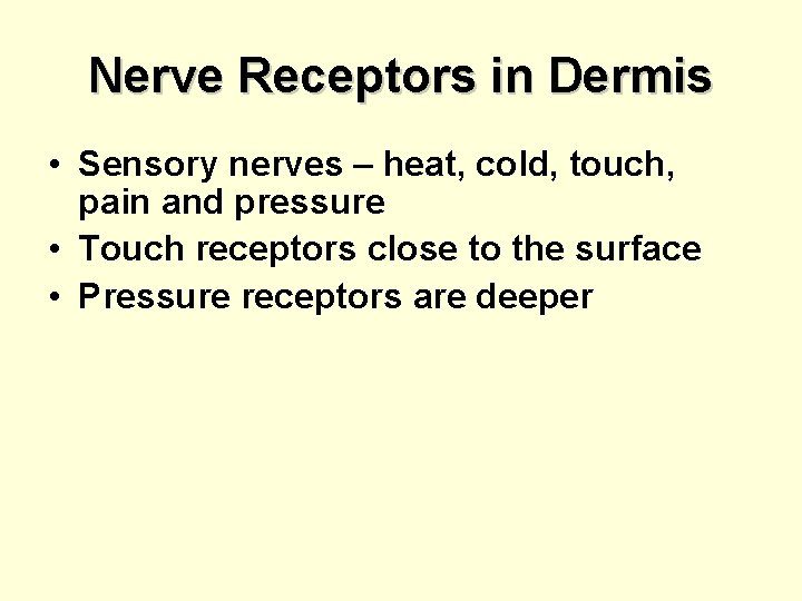 Nerve Receptors in Dermis • Sensory nerves – heat, cold, touch, pain and pressure