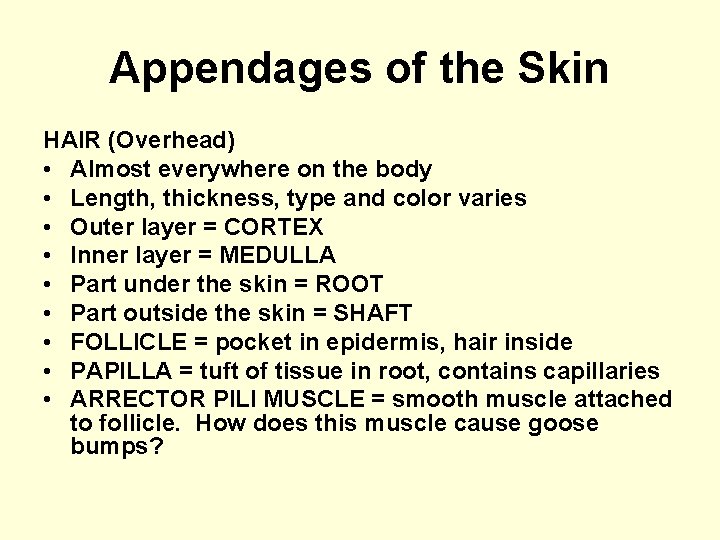 Appendages of the Skin HAIR (Overhead) • Almost everywhere on the body • Length,