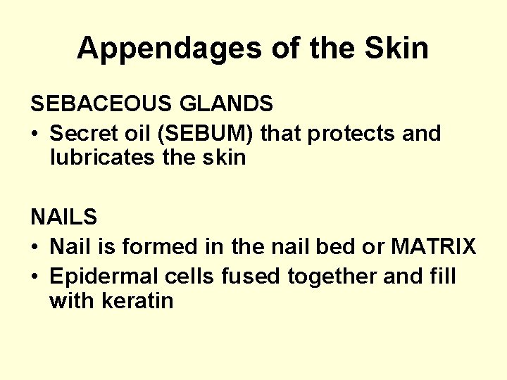 Appendages of the Skin SEBACEOUS GLANDS • Secret oil (SEBUM) that protects and lubricates