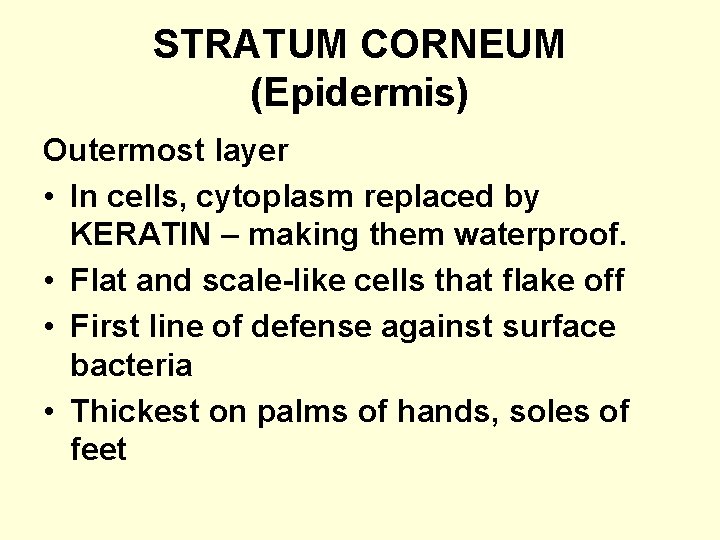 STRATUM CORNEUM (Epidermis) Outermost layer • In cells, cytoplasm replaced by KERATIN – making