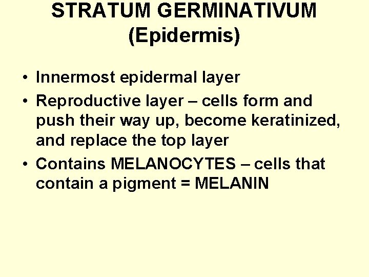 STRATUM GERMINATIVUM (Epidermis) • Innermost epidermal layer • Reproductive layer – cells form and
