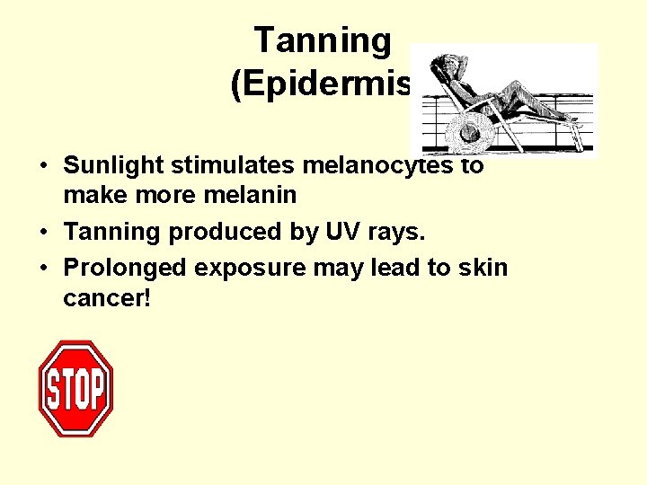 Tanning (Epidermis) • Sunlight stimulates melanocytes to make more melanin • Tanning produced by